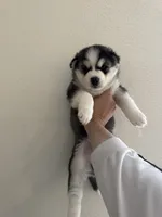 Buddy, a male Siberian Husky for sale in Denver, CO – 1 of 3