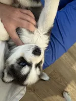 Buddy, a male Siberian Husky for sale in Denver, CO – 2 of 3