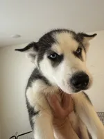 Bella, a female Siberian Husky for sale in Denver, CO – 2 of 4