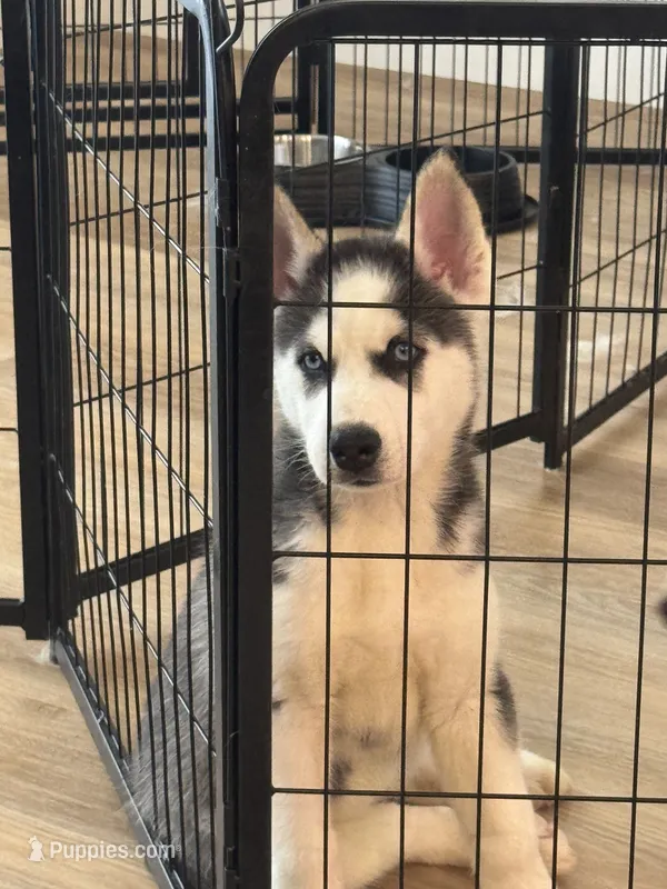 Bella – Siberian Husky puppy for sale in Denver, CO