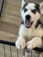Bella, a female Siberian Husky for sale in Denver, CO – 3 of 4