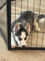 Bella, a female Siberian Husky for sale in Denver, CO – 4 of 4