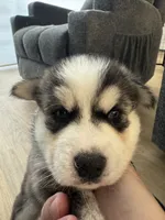 Buddy, a male Siberian Husky for sale in Denver, CO – 3 of 3
