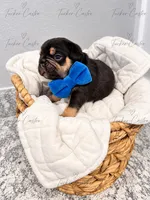Male - Tricolor Chocolate Tan White, a male French Bulldog for sale in Aledo, TX – 4 of 10