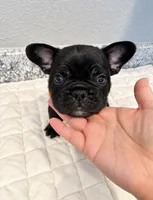 Colt, a male French Bulldog for sale in Aledo, TX – 5 of 6
