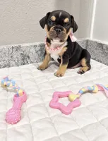 Ocean, a female French Bulldog for sale in Aledo, TX – 3 of 5