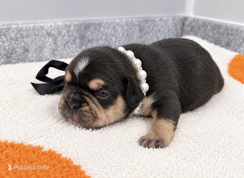 Red - Female - Light TriColor – French Bulldog puppy for sale in Aledo, TX