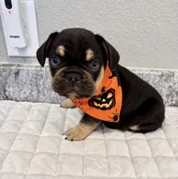 Dallas, a male French Bulldog for sale in Aledo, TX – 3 of 7
