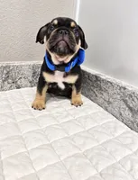 Dallas, a male French Bulldog for sale in Aledo, TX – 5 of 7