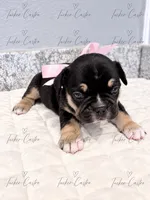 Female - Tricolor - Black, Tan White, a female French Bulldog for sale in Aledo, TX – 5 of 6