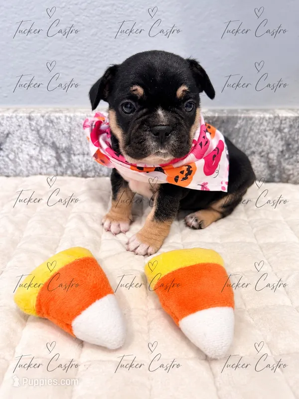 Female - Tricolor - Black, Tan White – French Bulldog puppy for sale in Aledo, TX