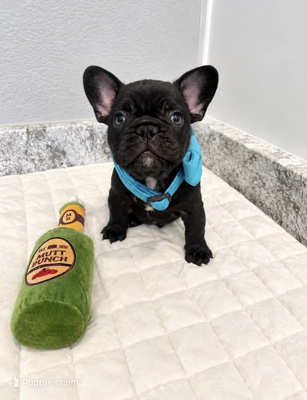 Male - Solid Black with White chest – French Bulldog puppy for sale in Aledo, TX