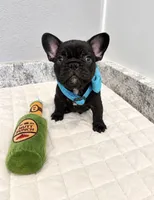 Colt, a male French Bulldog for sale in Aledo, TX – 3 of 6