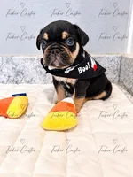 Male - Tricolor Chocolate Tan White, a male French Bulldog for sale in Aledo, TX – 10 of 10
