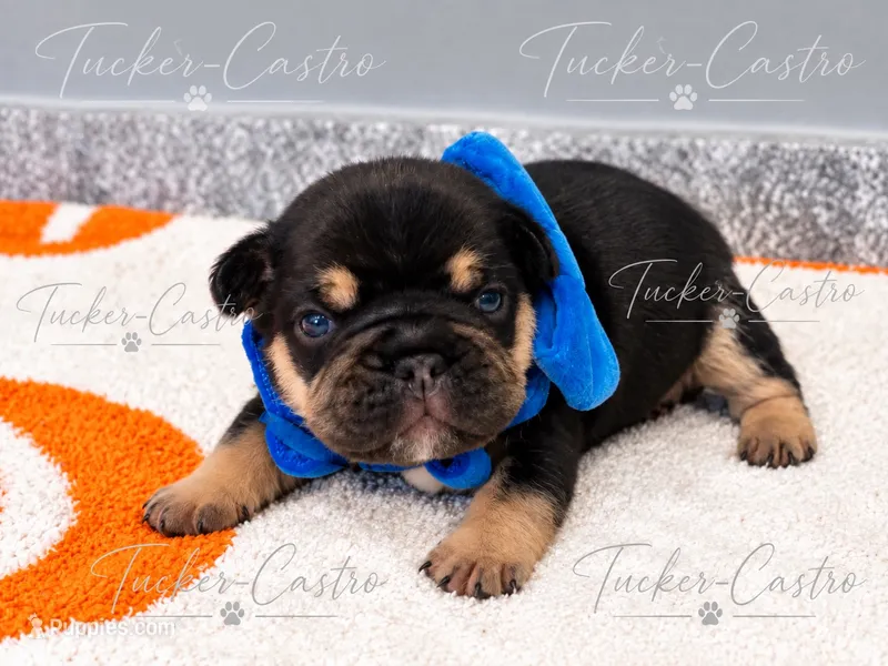 Blue - Male - Tricolor – French Bulldog puppy for sale in Aledo, TX