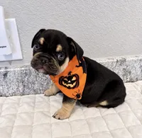Dallas, a male French Bulldog for sale in Aledo, TX – 2 of 7