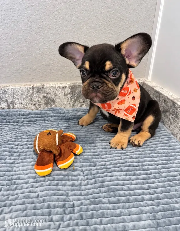 Dallas – French Bulldog puppy for sale in Aledo, TX