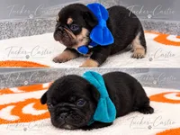 Blue - Male - Tricolor, a male French Bulldog for sale in Aledo, TX – 2 of 3