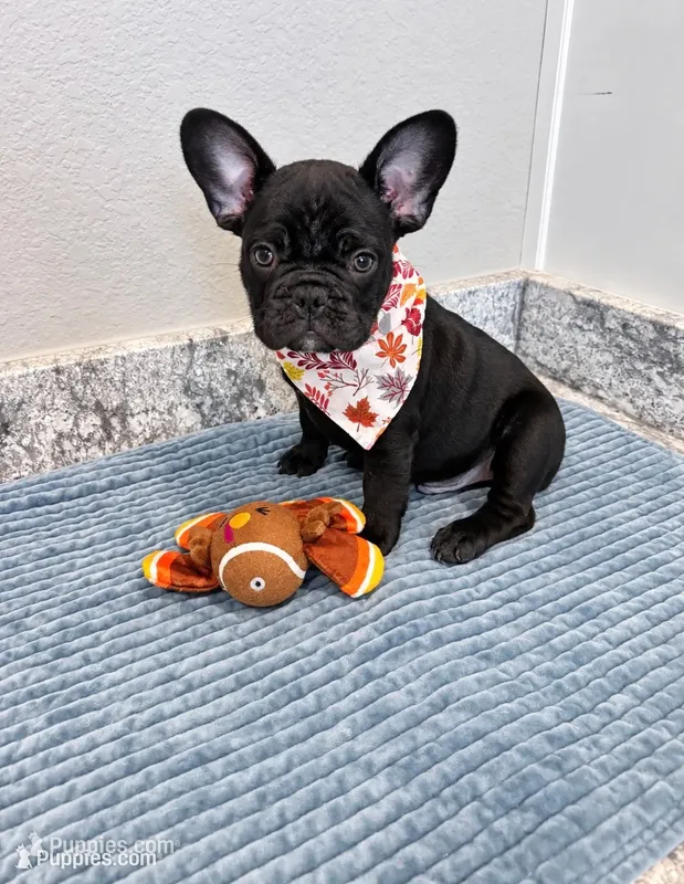 Colt – French Bulldog puppy for sale in Aledo, TX