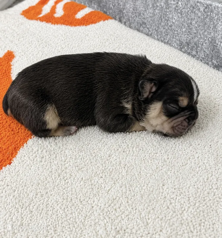 Red – French Bulldog puppy for sale in Aledo, TX