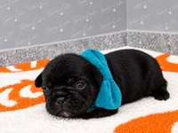 Male - Solid Black with White chest, a male French Bulldog for sale in Aledo, TX – 5 of 5