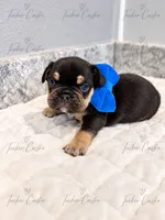 Male - Tricolor Chocolate Tan White, a male French Bulldog for sale in Aledo, TX – 8 of 10