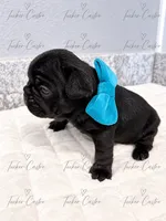 Male - Solid Black with White chest, a male French Bulldog for sale in Aledo, TX – 3 of 5