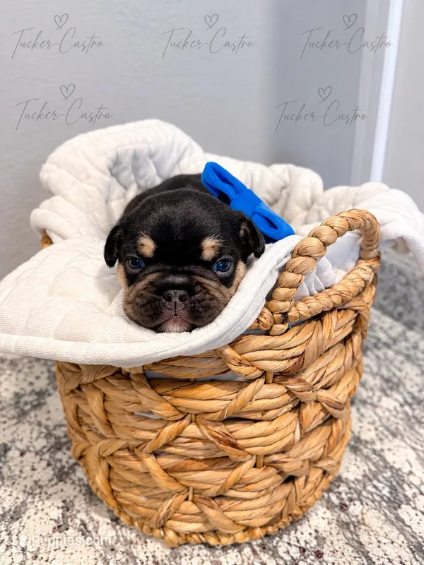 Blue - Male - Tricolor – French Bulldog puppy for sale in Aledo, TX