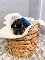 Male - Tricolor Chocolate Tan White, a male French Bulldog for sale in Aledo, TX – 2 of 10