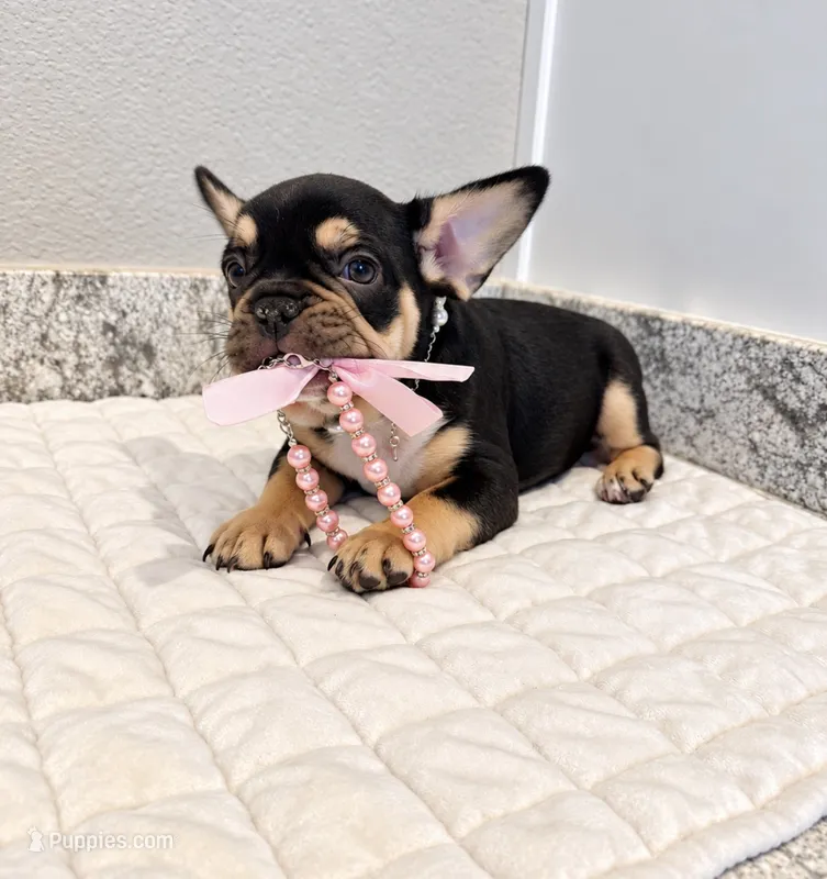 Lulu – French Bulldog puppy for sale in Aledo, TX