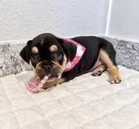 Ocean, a female French Bulldog for sale in Aledo, TX – 1 of 5