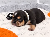 Female - TriColor Chocolate Tan White, a female French Bulldog for sale in Aledo, TX – 5 of 6
