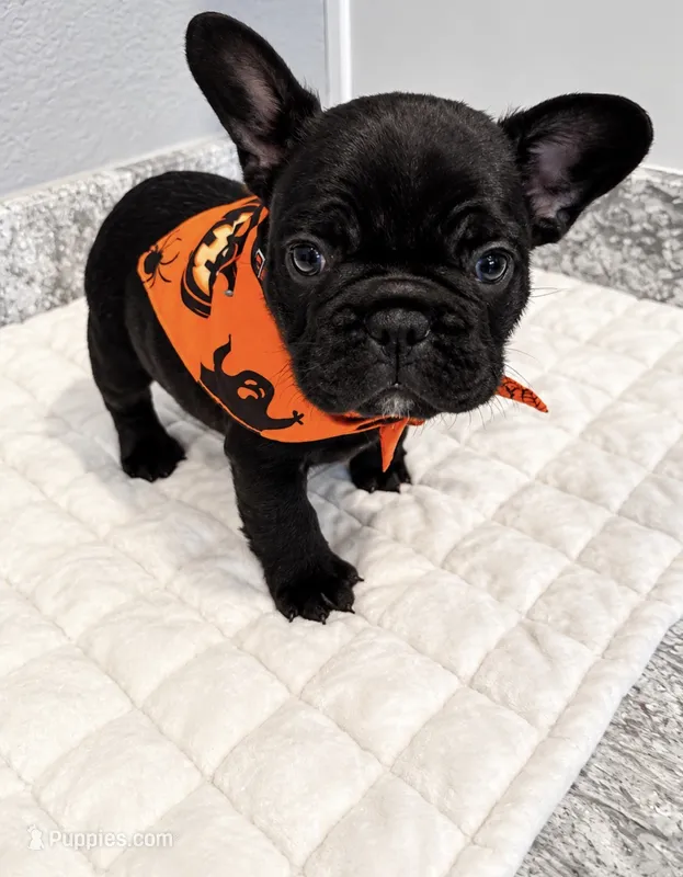 Male - Solid Black with White chest – French Bulldog puppy for sale in Aledo, TX