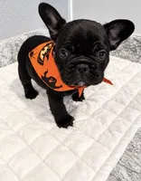 Colt, a male French Bulldog for sale in Aledo, TX – 4 of 6