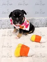 Female - Tricolor - Black, Tan White, a female French Bulldog for sale in Aledo, TX – 2 of 6