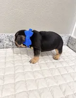 Dallas, a male French Bulldog for sale in Aledo, TX – 6 of 7
