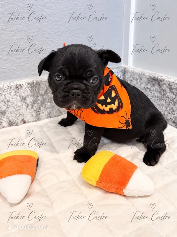 Male - Solid Black with White chest – French Bulldog puppy for sale in Aledo, TX