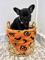 Colt, a male French Bulldog for sale in Aledo, TX – 2 of 6