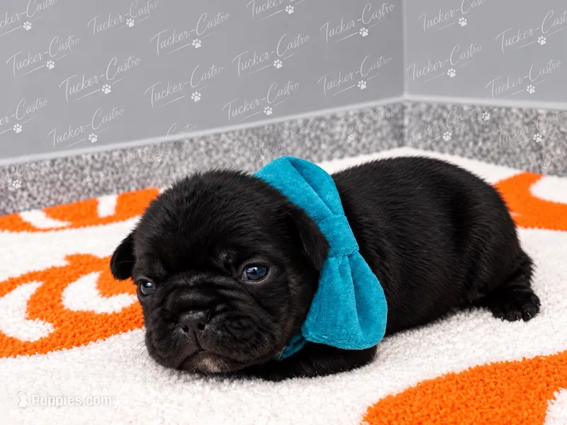 Turquoise - Male - Solid Black – French Bulldog puppy for sale in Aledo, TX