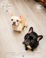 Red - Female - Light TriColor, a female French Bulldog for sale in Aledo, TX – 2 of 2