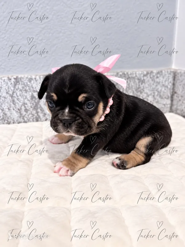 Pink - Female - Tricolor – French Bulldog puppy for sale in Aledo, TX