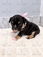 Female - Tricolor - Black, Tan White, a female French Bulldog for sale in Aledo, TX – 4 of 6