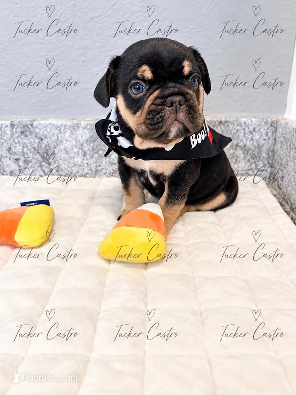 Male - Tricolor Chocolate Tan White – French Bulldog puppy for sale in Aledo, TX