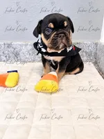 Male - Tricolor Chocolate Tan White, a male French Bulldog for sale in Aledo, TX – 1 of 10