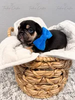 Male - Tricolor Chocolate Tan White, a male French Bulldog for sale in Aledo, TX – 3 of 10