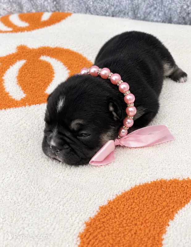 Pink - Female - Tricolor – French Bulldog puppy for sale in Aledo, TX