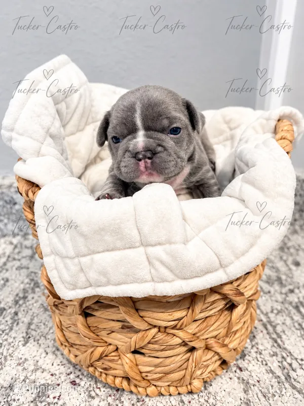 Princeton – French Bulldog puppy on hold in Aledo, TX