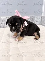 Female - Tricolor - Black, Tan White, a female French Bulldog for sale in Aledo, TX – 6 of 6
