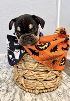 Dallas, a male French Bulldog for sale in Aledo, TX – 1 of 7