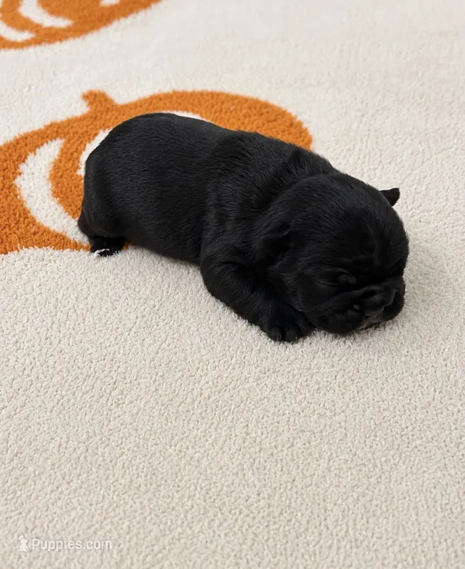 Green – French Bulldog puppy for sale in Aledo, TX